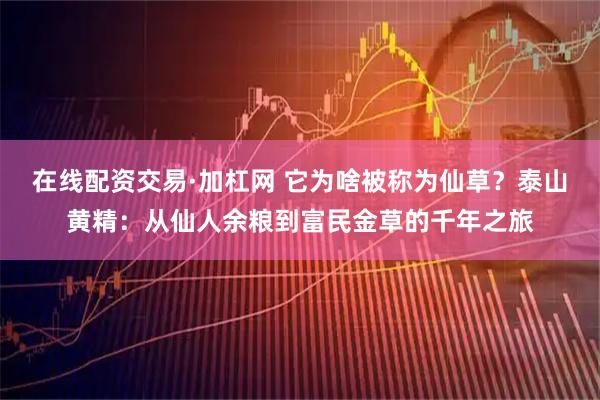 在线配资交易·加杠网 它为啥被称为仙草？泰山黄精：从仙人余粮到富民金草的千年之旅
